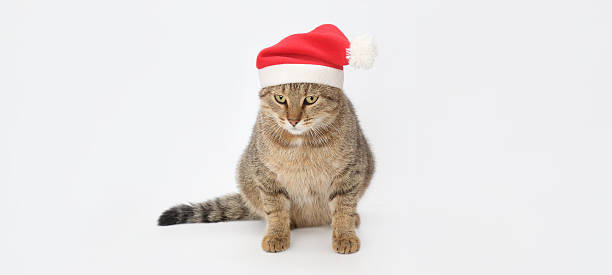 istock Tabby Cat in Santa Hat on White Background 2248582588