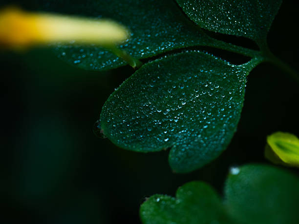Dark green lush leaf covered in dew water droplets close up macro selective focus