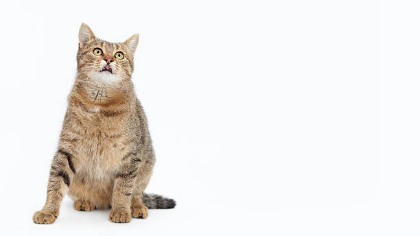 istock Tabby Cat Sitting and Looking Up on White Background 2248584256