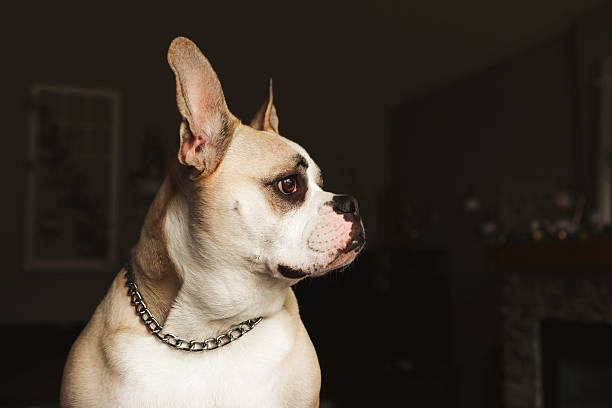 A three-year-old  french/english bulldog peering out the window as he sits on the top of a couch. Shot with a Canon 5D Mark IV.