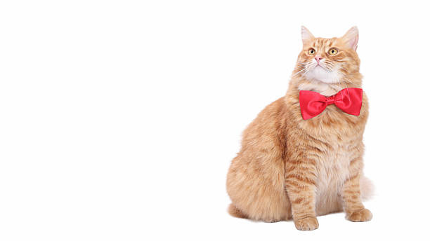 istock Fluffy Ginger Cat in Red Bow Tie on White Background 2248585286