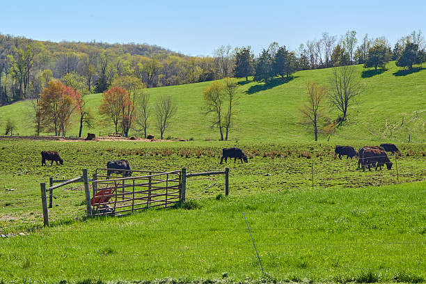 istock Cows grazing in green pasture near red barn 2248587531