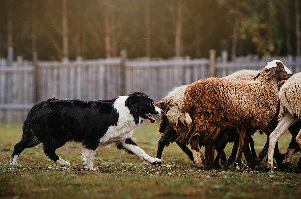istock Black White Australian Shepherd Herding Sheep Outdoors. 2248587718