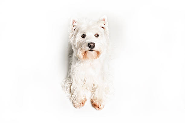 West highland white terrier Dog Isolated on White Background in studio