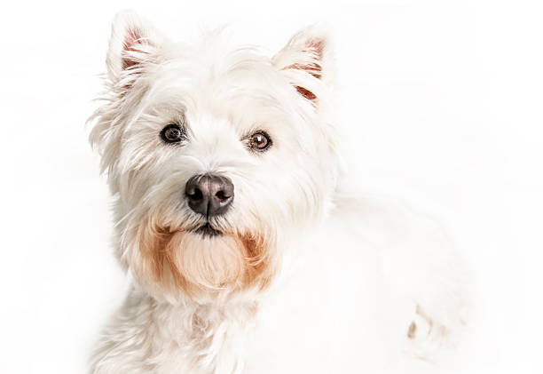 West highland white terrier Dog Isolated on White Background in studio