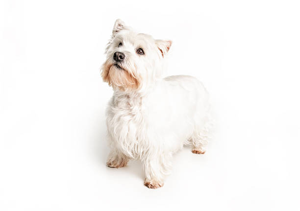 istock A West highland white terrier Dog Isolated on White Background in studio 2248587790