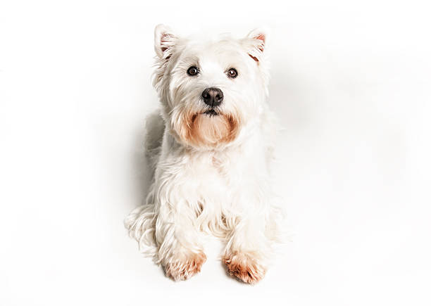 West highland white terrier Dog Isolated on White Background in studio