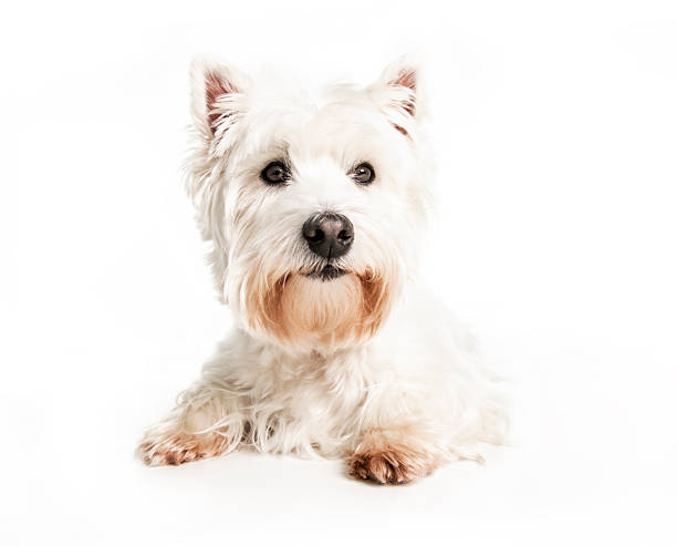 istock A West highland white terrier Dog Isolated on White Background in studio 2248587800