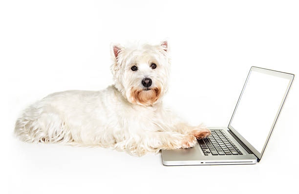 Westie dog and laptop computer, isolated on white background