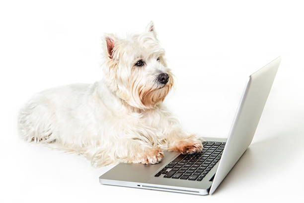 Westie dog and laptop computer, isolated on white background