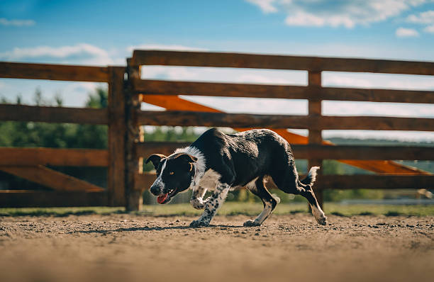 Dog runs with its owner in the late afternoon