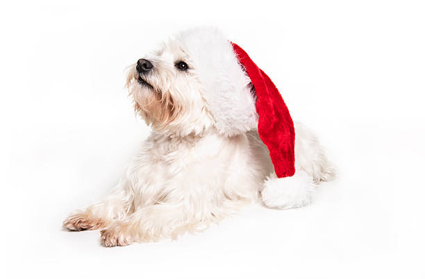 istock A West highland white terrier Dog Isolated on White Background in studio with santa hat 2248587816