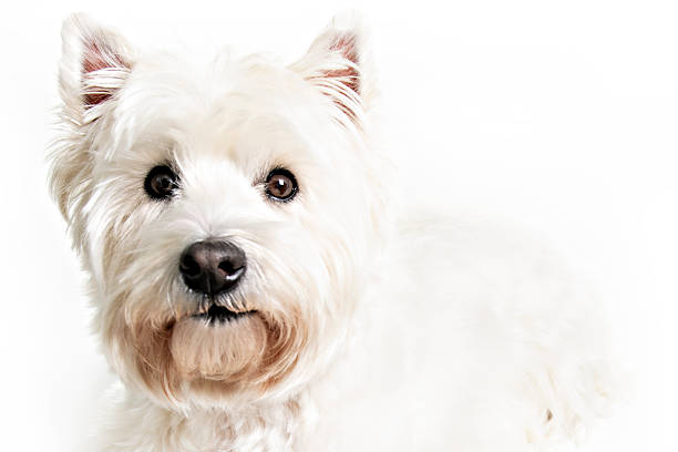 istock A West highland white terrier Dog Isolated on White Background in studio 2248587824