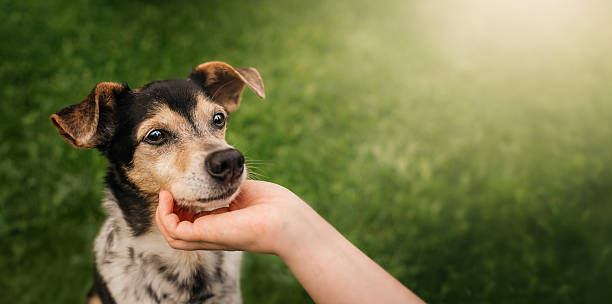istock Affectionate Dog Enjoying Gentle Touch Outdoors. 2248588266