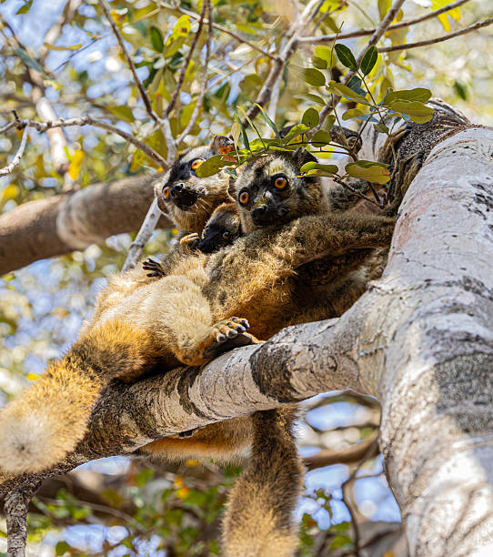 A group of three Red-fronted Lemurs, aka Red-fronted Brown Lemur, Eulemur rufifrons, including a baby, at Kirindy Forest in western Madagascar. This endemic lemur species is IUCN listed as Vulnerable.