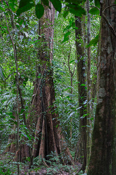 istock Carara National Park in Costa Rica 2248588547