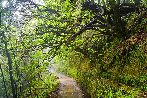 istock Walking trail next to irrigation canal Levada do Caldeirao Verde 2248589713