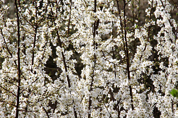 istock Cherry plum (Prunus cerasifera, Prunus divaricata) blooms in the garden in spring 2248591574