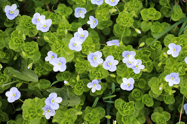 istock Veronica filiformis blooms in the wild 2248592048