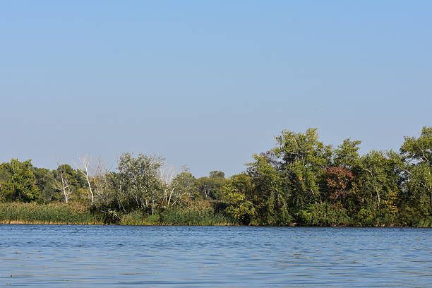 River landscape with trees, reed grass and blue sky in the background