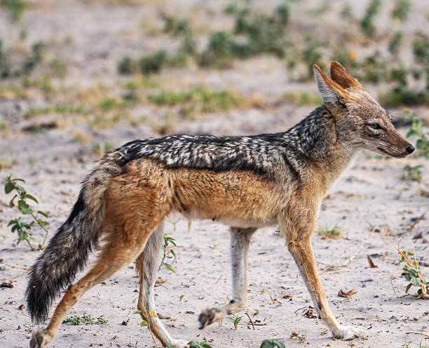 istock Wild Jackal Walking Across Desert Grasses in Etosha 2248592784