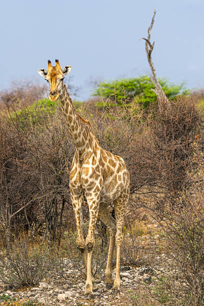 A lone giraffe stands tall among dry shrubs in Etosha National Park, Namibia. The graceful animal showcases its long neck and distinctive patchwork coat against a pale sky, evoking calm wilderness.