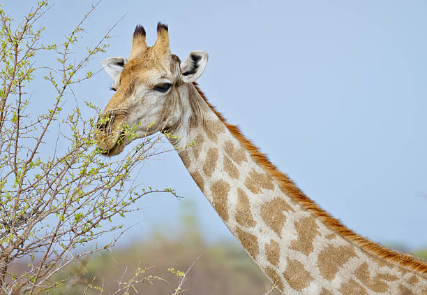 A calm giraffe stretches its neck to nibble leaves on a sparse shrub, set against a clear blue Namibian sky. This serene safari moment highlights wildlife in Etosha National Park.