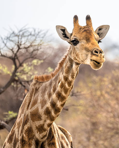 A curious giraffe gazes toward the camera in a savanna setting. Warm light highlights distinctive spots and long eyelashes, capturing a gentle, natural moment from Etosha National Park, Namibia.