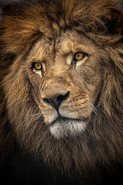 istock Majestic Lion Head Detail 2248593501