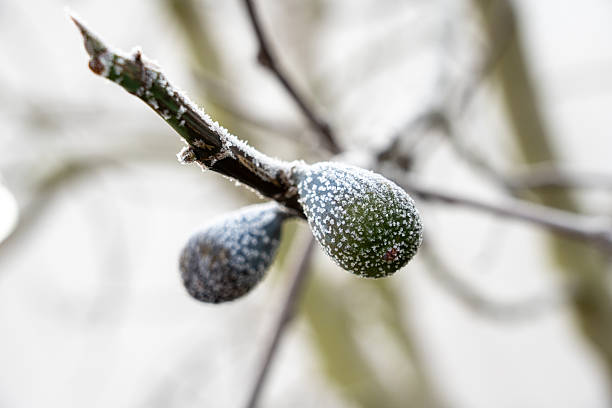 Frozen beautiful aise-weed plants