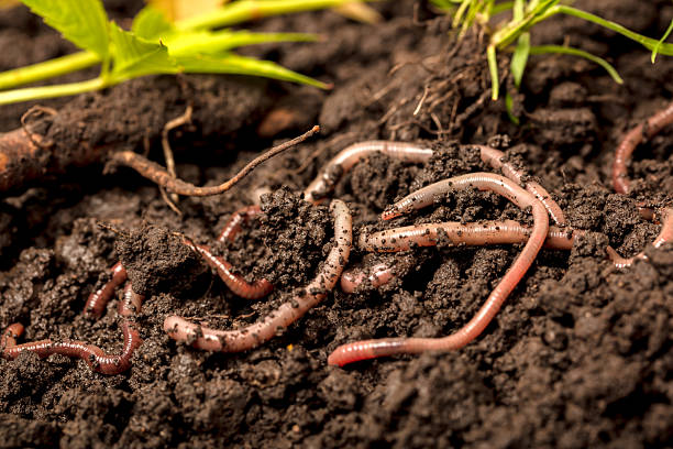 istock Earthworms in the soil 2248594620