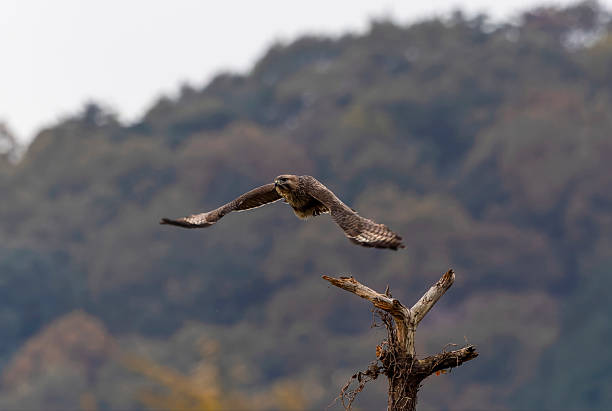 istock Eastern buzzard jump out of the dead tree. 2248594780