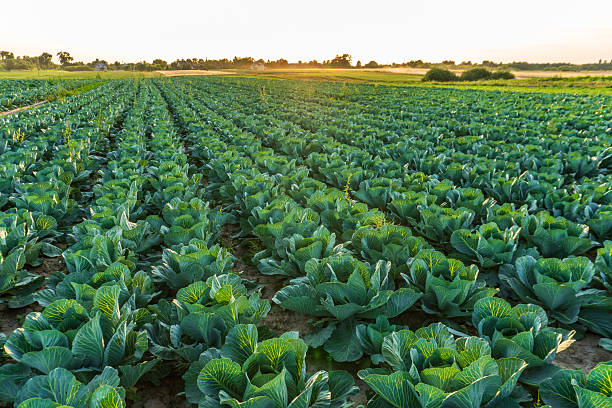istock Cabbage field during sunset showing vibrant green plants stretching across the horizon 2248595301