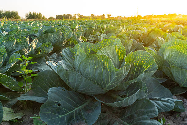 istock Cabbage field at sunset with vibrant green leaves illuminated by warm light 2248595306