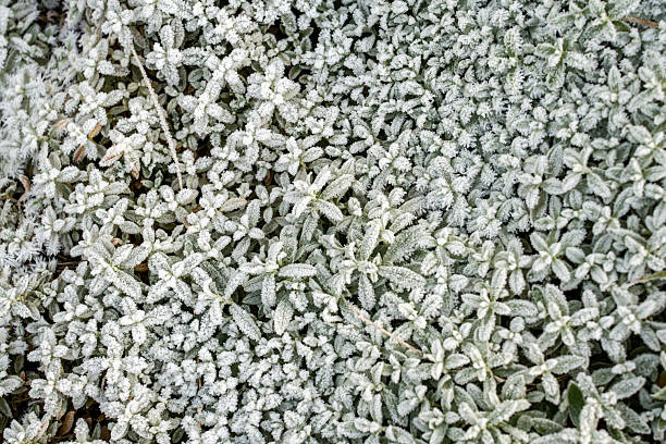 Overhead full frame view of a dense patch of small green ground cover plants completely covered in thick white hoarfrost and ice crystals on a cold winter morning