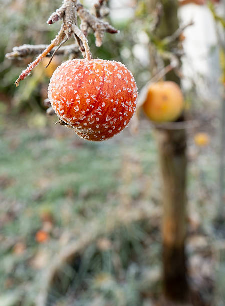 Single red apple on a branch with ice crystals. Frozen fruit in an orchard during a cold winter day. Frosty nature detail.