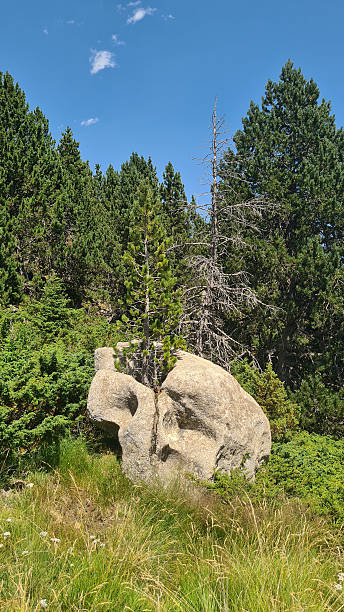 istock A beautiful granite rock shaped like a skull with a fir tree growing on it (Canigou Moutain, French Catalan Pyrenees) 2248598752