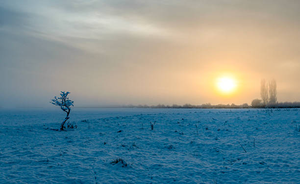 istock Sunrise Over A Lonely Tree In Wintertime 2248599578