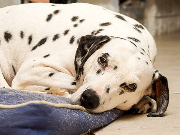 istock Dalmatian Dog Resting Indoors on a Cushion 2248600994