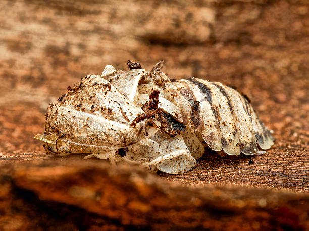 istock Armadillidium granulatum “Zebra” in Defensive Conglobation – Macro View of a Terrestrial Isopod 2248601052