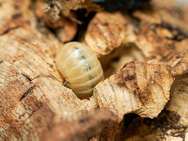 istock Armadillidium vulgare “T-albinos” – Macro View of a Translucent Terrestrial Isopod 2248601079