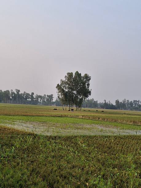 istock Lone tree standing tall in a vast green field under a hazy sky 2248601408