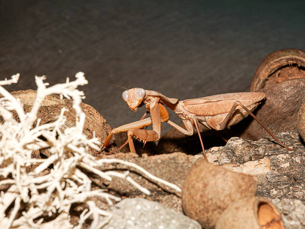 istock Macro portraits of a freshly molted Hierodula mantis 2248601452