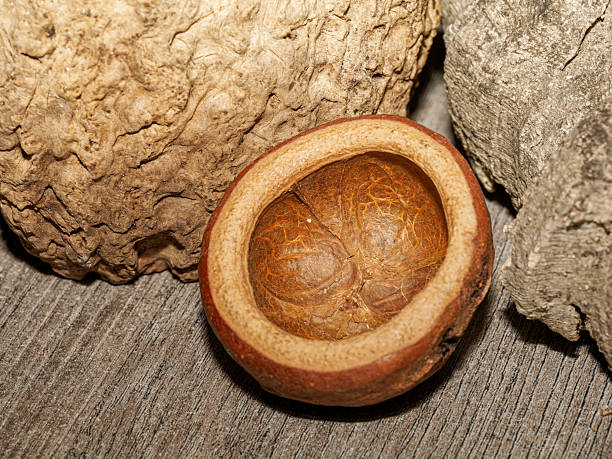 Macro photograph of a Chapeuzinho hide, a natural dried plant shell commonly used as a decorative shelter in reptile and invertebrate terrariums. The image showcases its organic interior texture, rustic material and naturalistic design suited for bioactive enclosures.