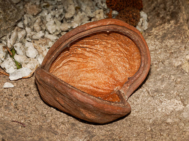 Macro photograph of a Badam pod, a dried plant shell commonly used in terrariums as a natural hide or feeding bowl for reptiles and invertebrates. The image highlights its organic interior texture, curved structure and rustic look suited for bioactive or naturalistic enclosures.