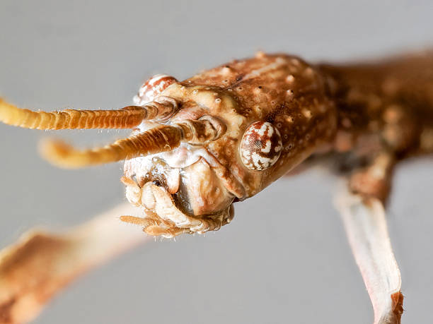 istock Manga Stick Insect (Sungaya inexpectata) Camouflaged in Terrarium 2248602880