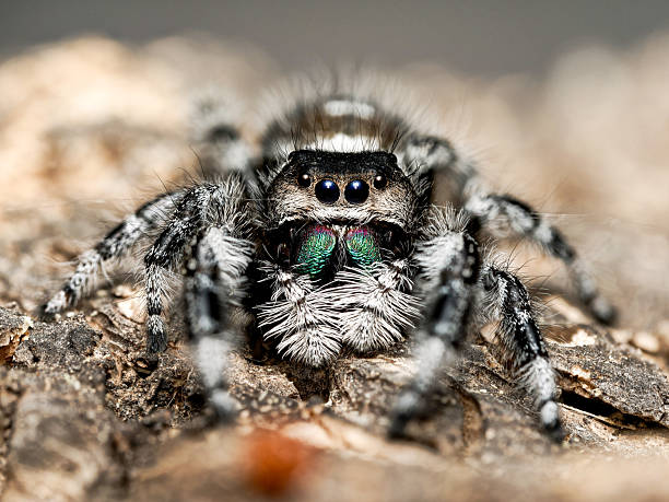 istock Captive-Bred Phidippus regius Jumping Spider – Macro Portrait 2248603178