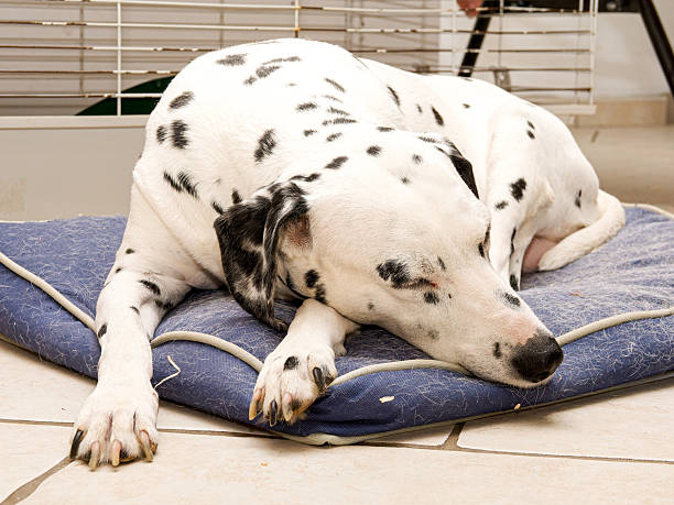 istock Dalmatian Dog Resting Indoors on a Cushion 2248603422