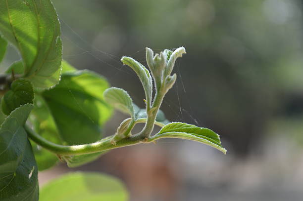 Green fresh leaves on blurry background with soft light in sunny day perfect for any commercial use