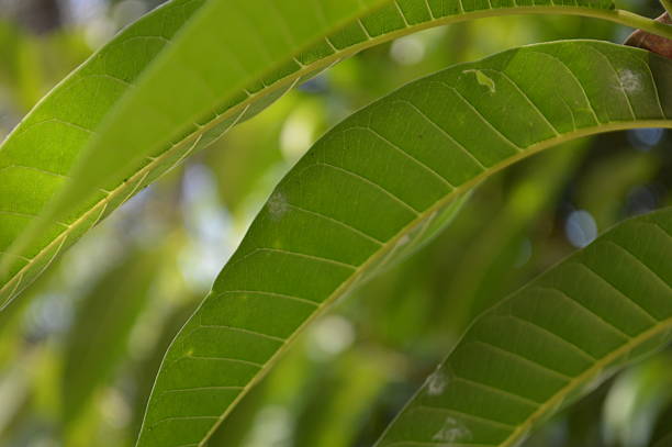 Green fresh leaves on blurry background with soft light in sunny day perfect for any commercial use